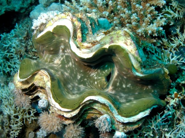 40